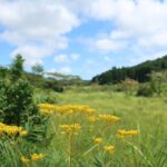 遠山のオミナエシ