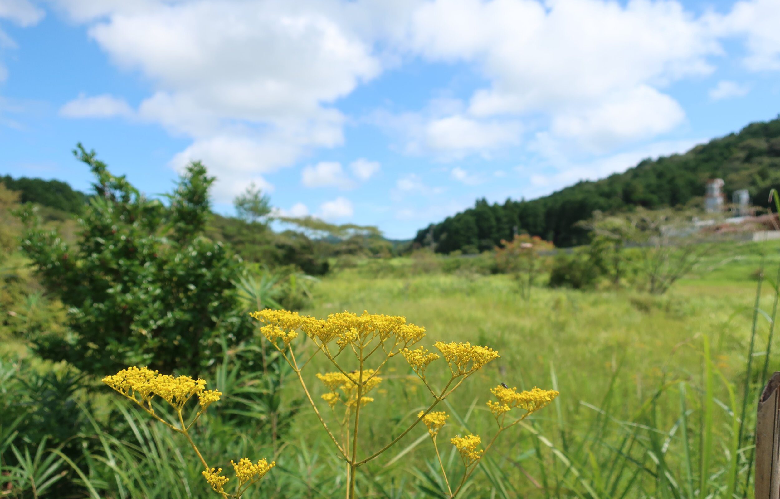 遠山のオミナエシ