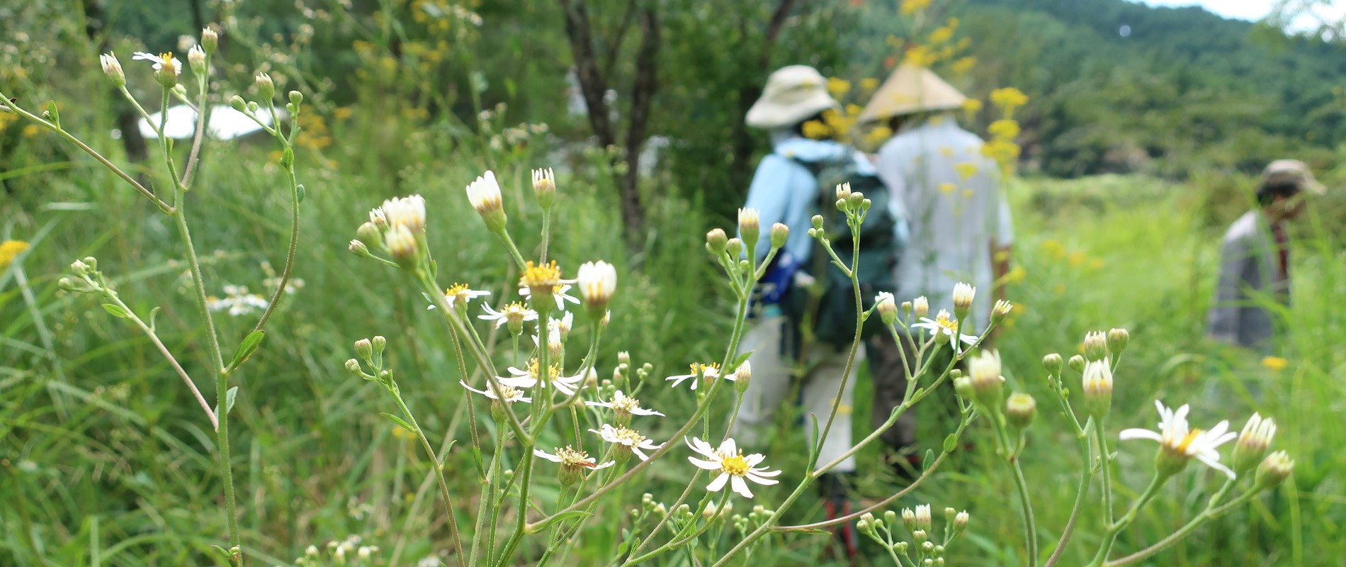 遠山自然公園 　観察会