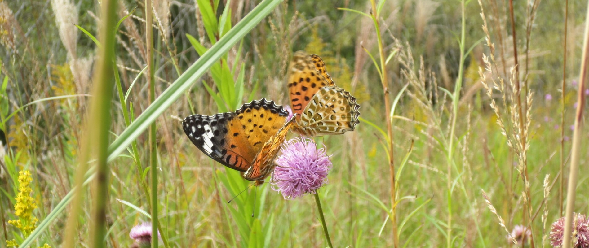 ヤナギアザミと蝶