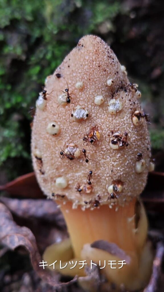 キイレツチトリモチ