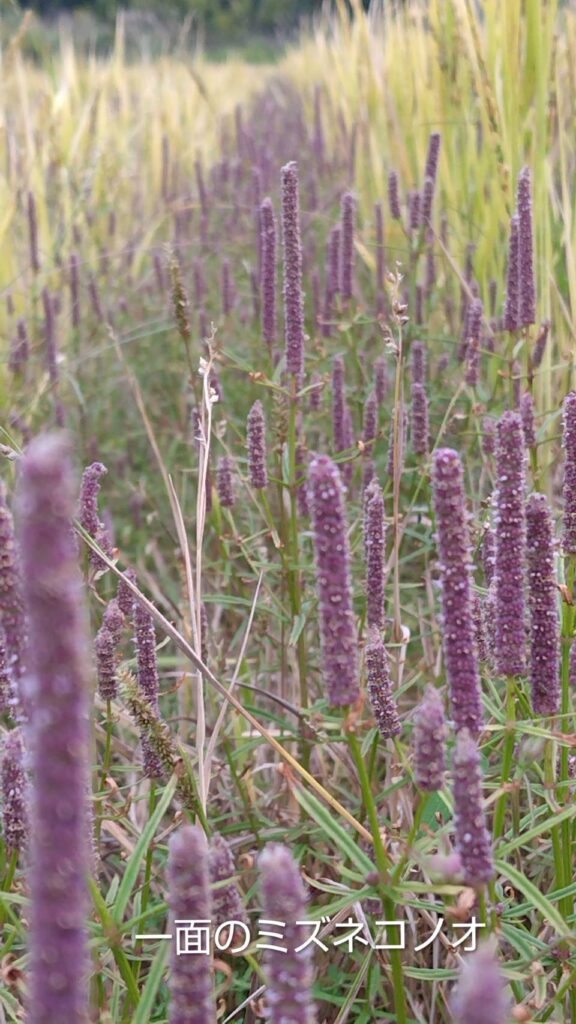 ミズネコノオ