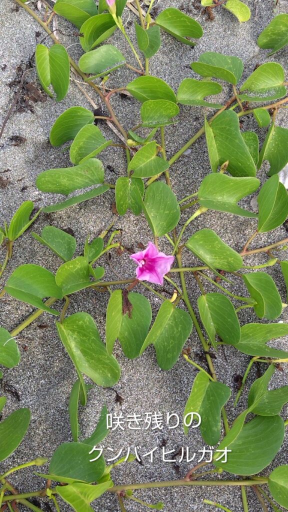 グンバイヒルガオ