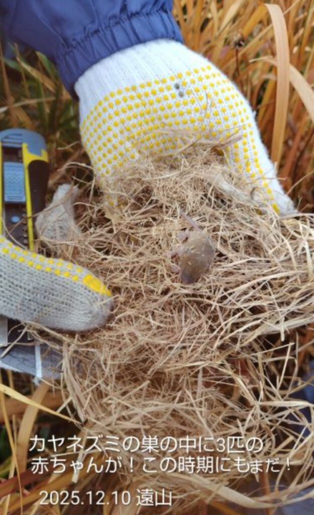 カヤネズミの巣