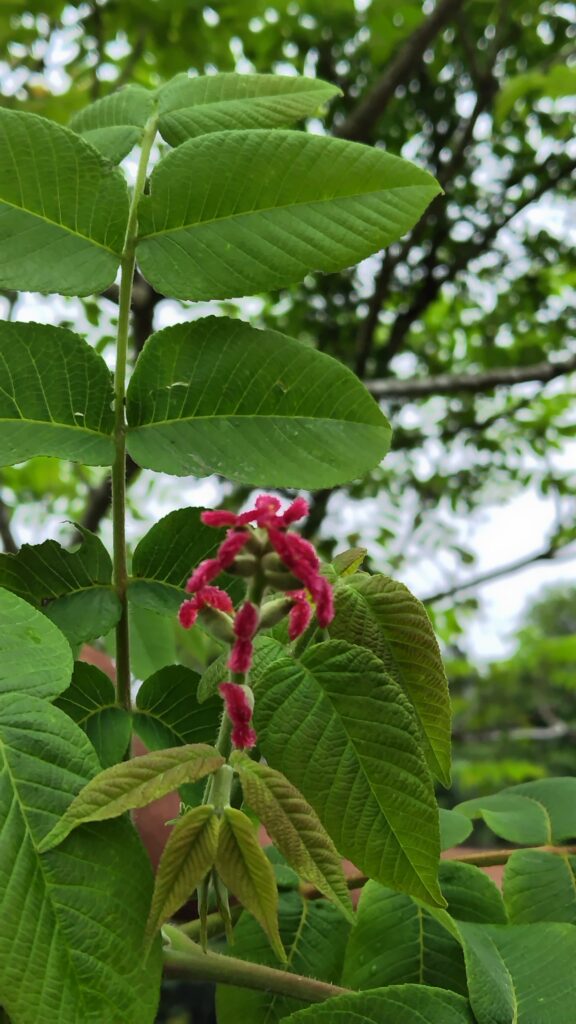 オニグルミ雌花
