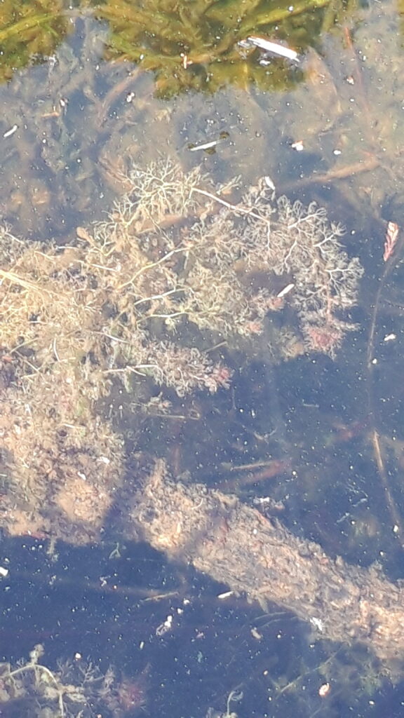 イヌタヌキモ(食虫植物)