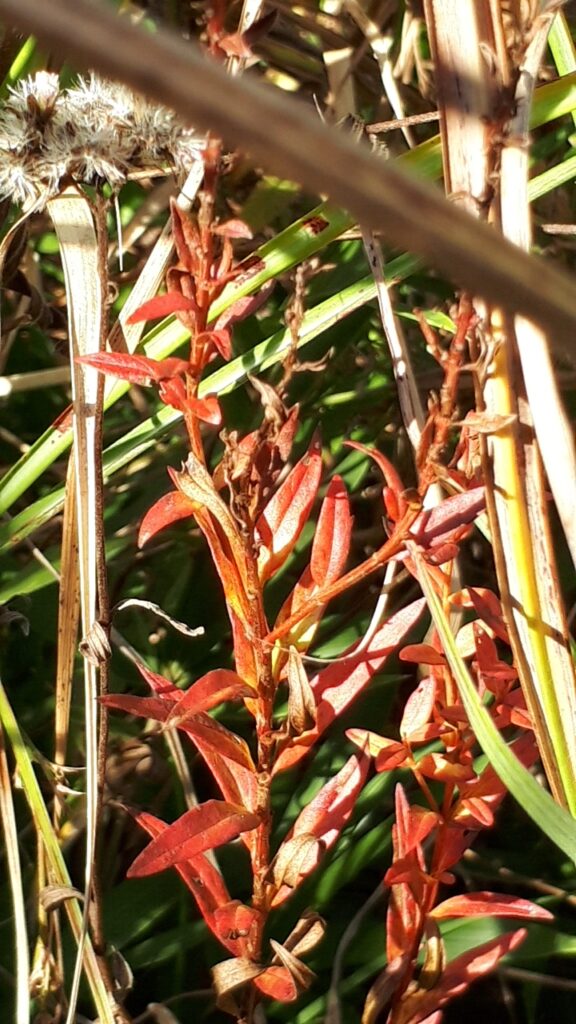 ヌマトラノオ紅葉