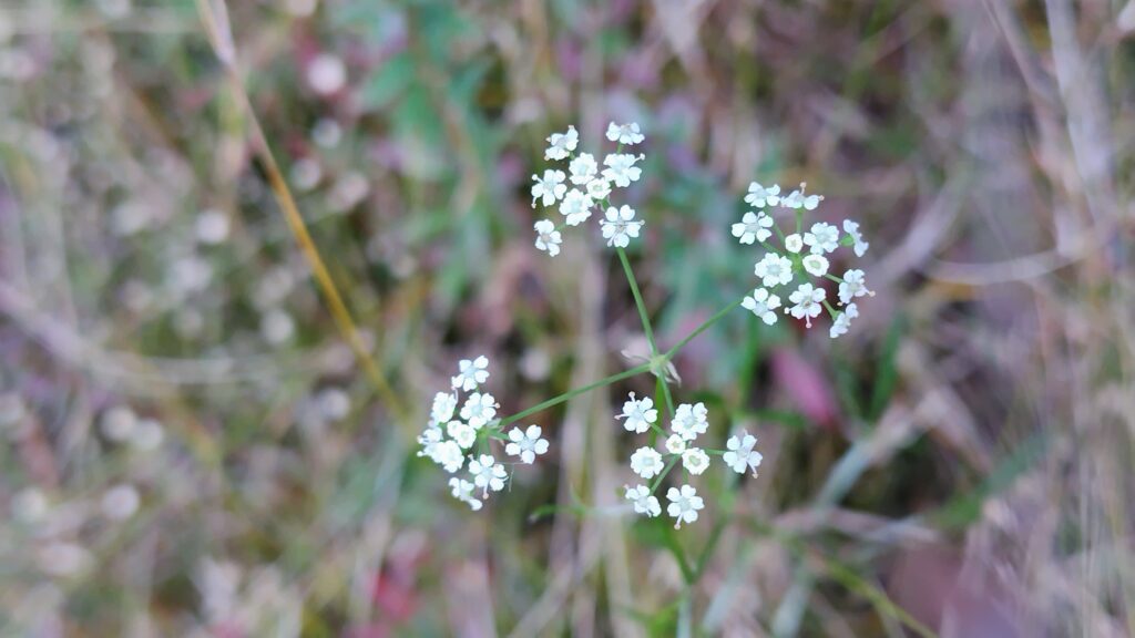 ムカゴニンジン