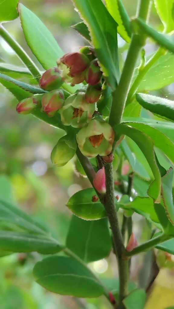 カンサイスノキ