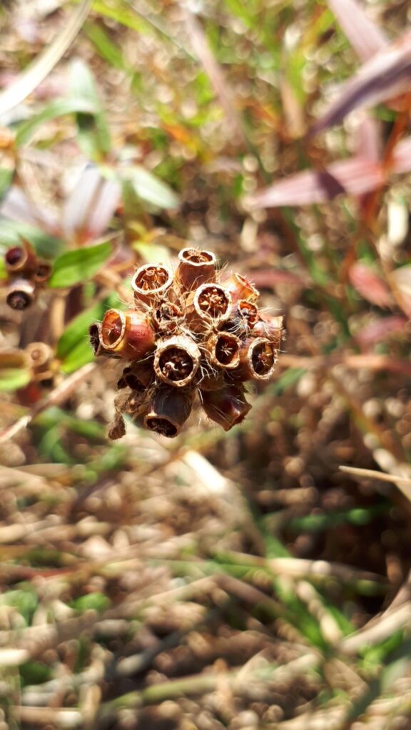 ヒメノボタン実