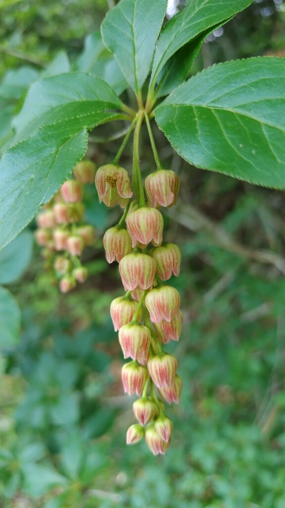 カイナンサラサドウダン