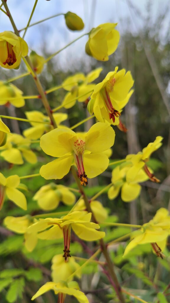 ジャケツイバラ