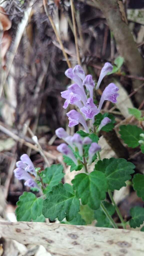 コバノタツナミ