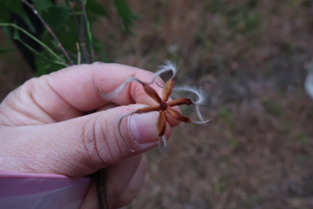 センニンソウの種