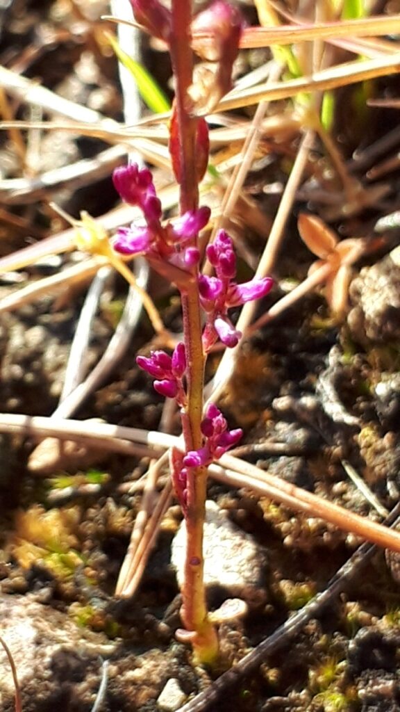 ヒナノカンザシ