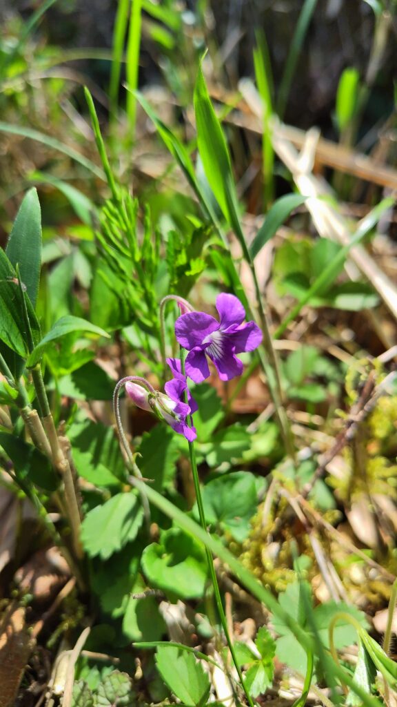 ニオイタチツボスミレ