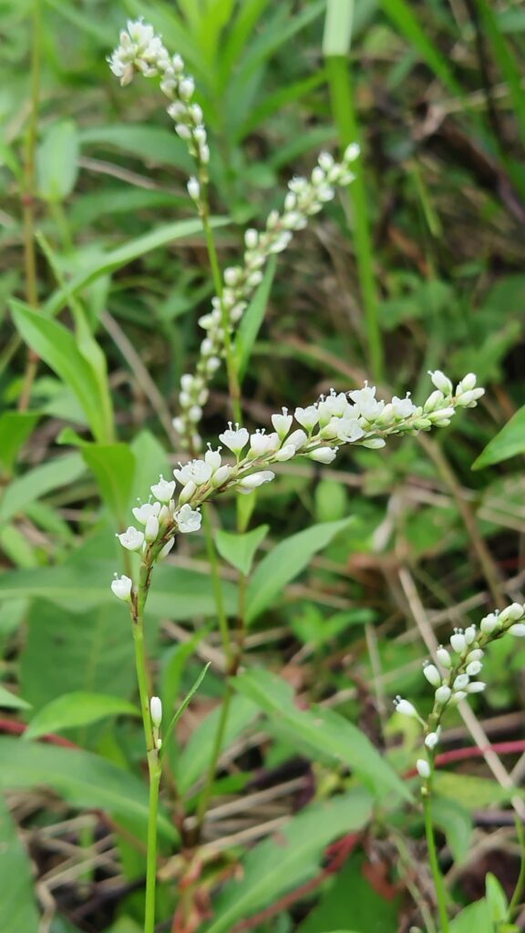 シロバナサクラタデ