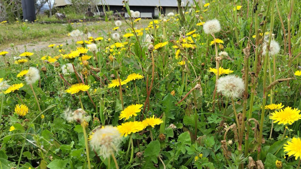 トウカイタンポポ