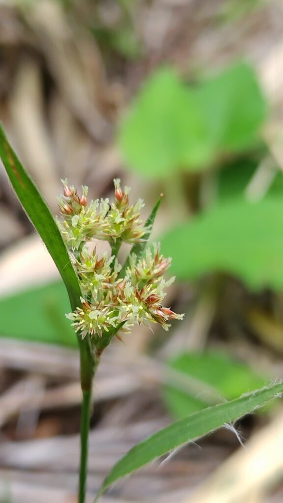 ヤマスズノヒエ