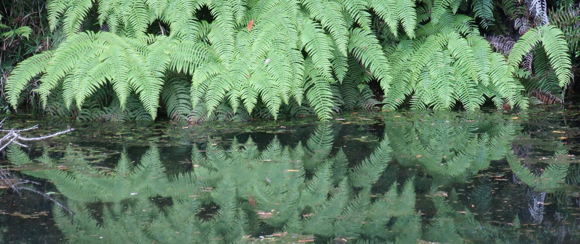 三角池のウラジロと逆さウラジロ