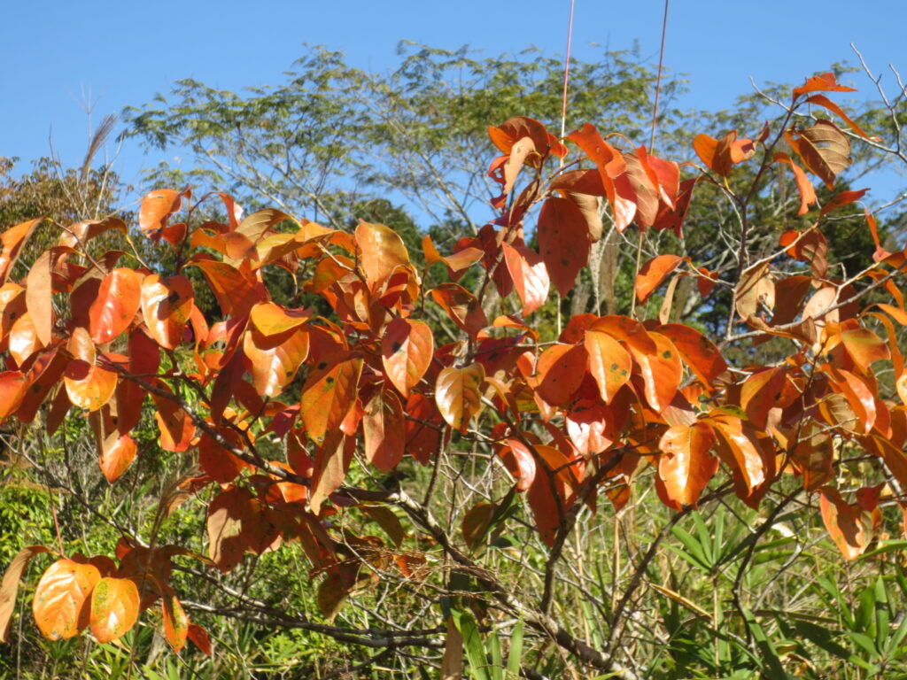 カキ紅葉