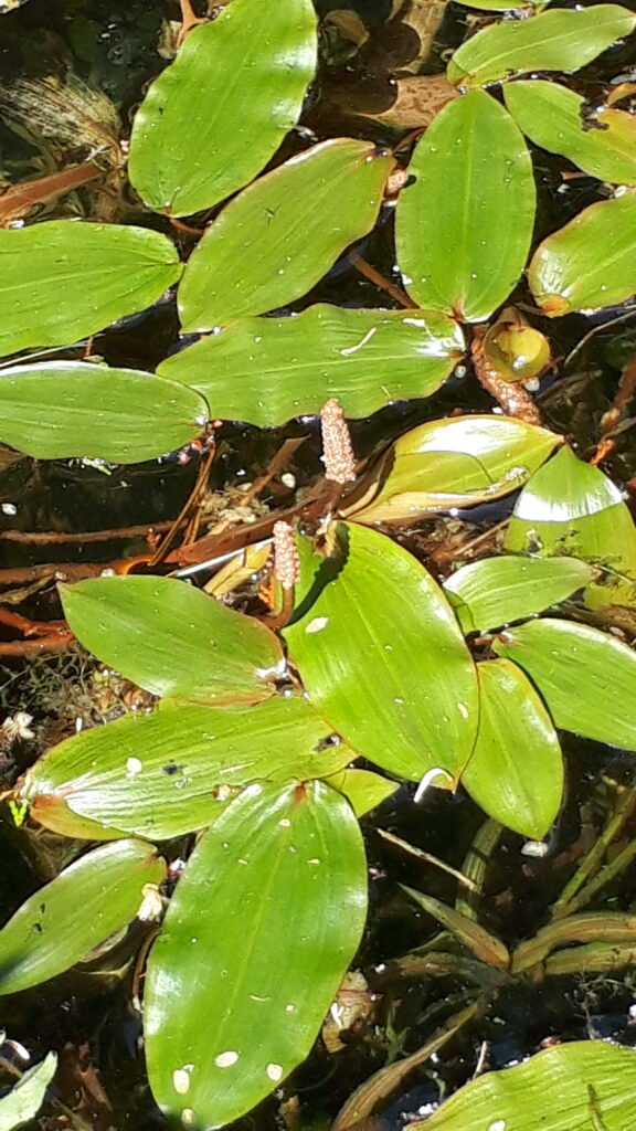 フトヒルムシロ