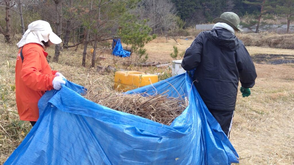 野焼き用の草を運ぶ