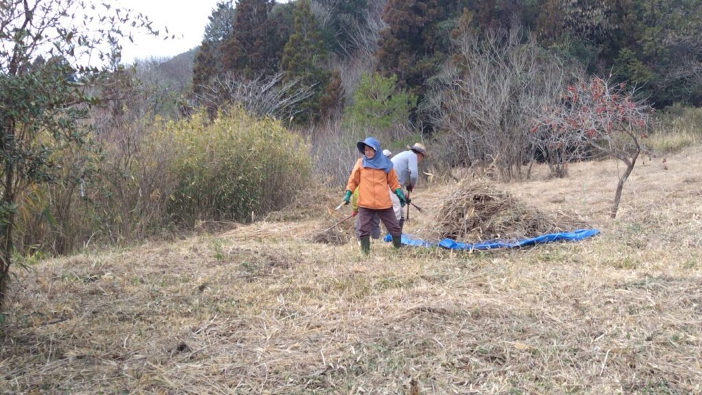 野焼き用の草集め