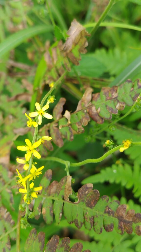 ヒメキンミズヒキ