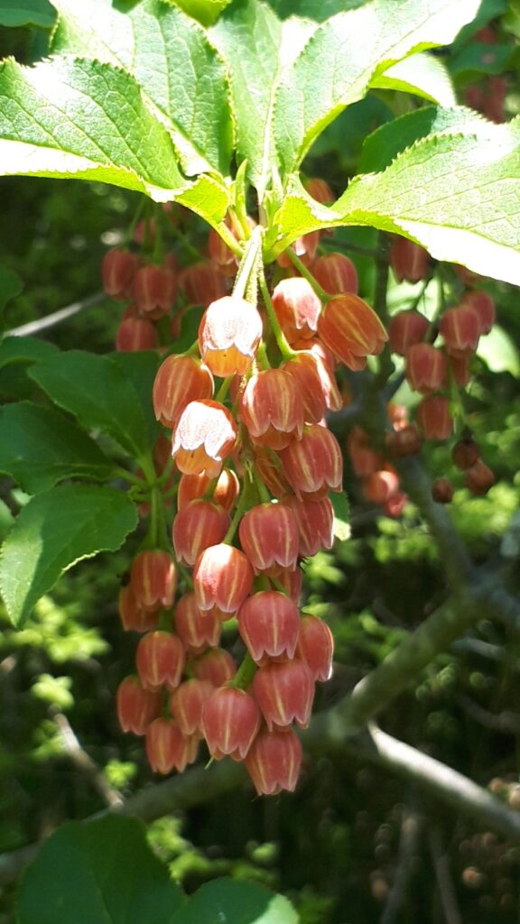 カイナンサラサドウダン