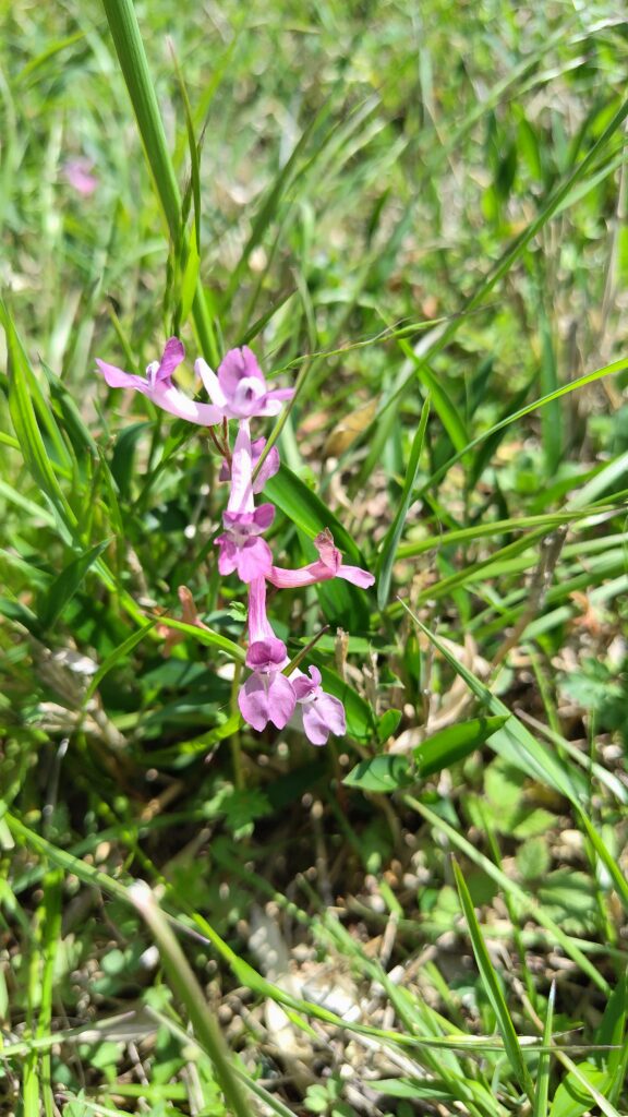 ジロボウエンゴサク