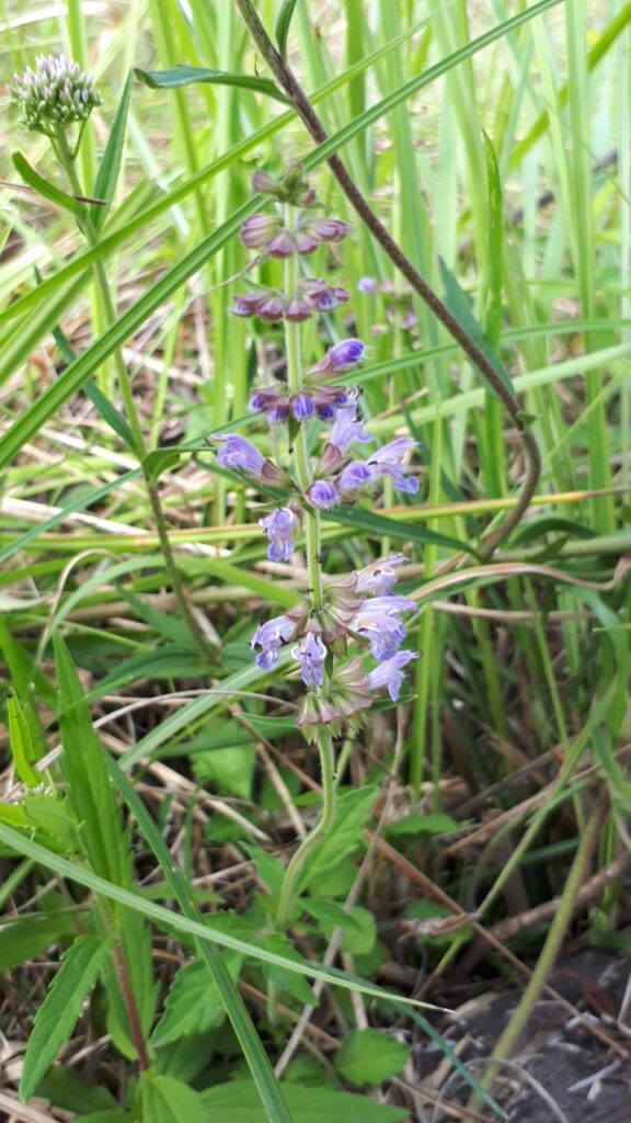 アキノタムラソウ