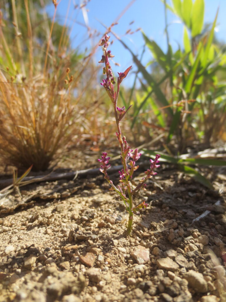 ヒナノカンザシ