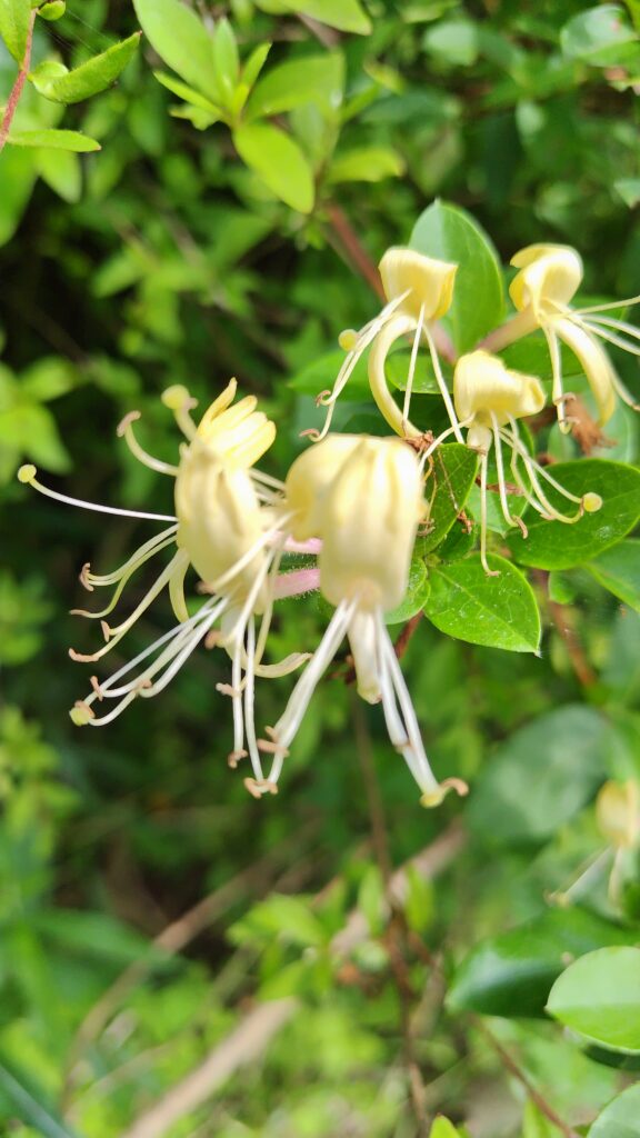 テリハニンドウ