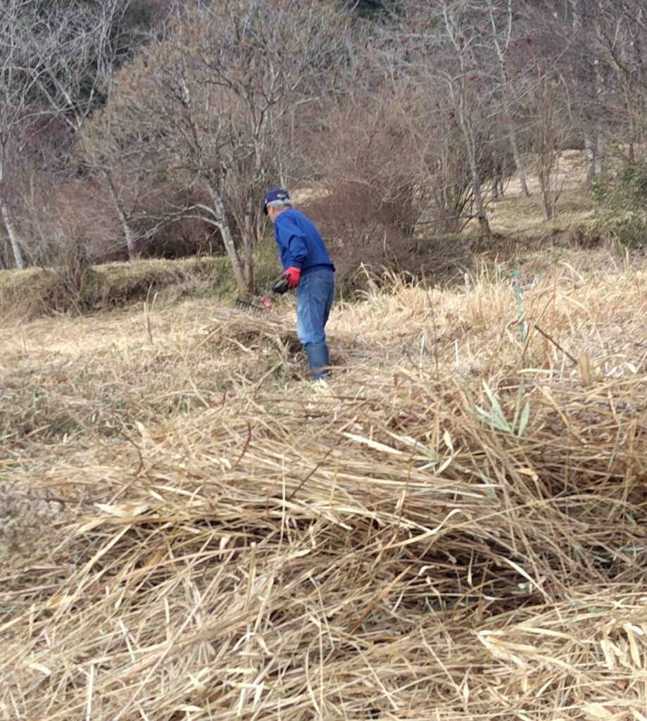 野焼き用の草集め