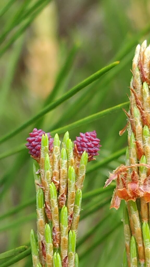 アカマツ雌花