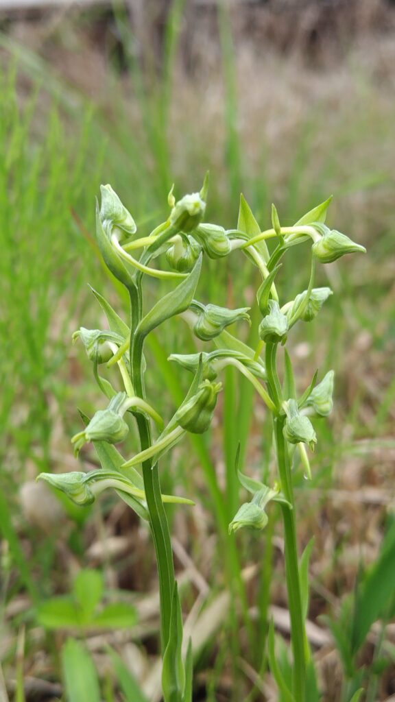 ハシナガヤマサギソウ