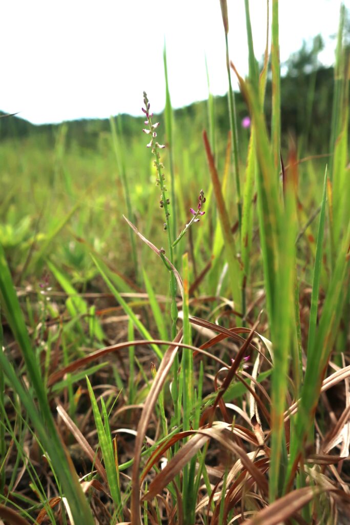 ヒナノカンザシ